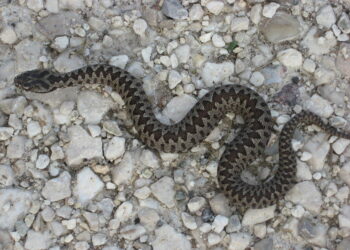 Quel est le nom du bébé serpent ?