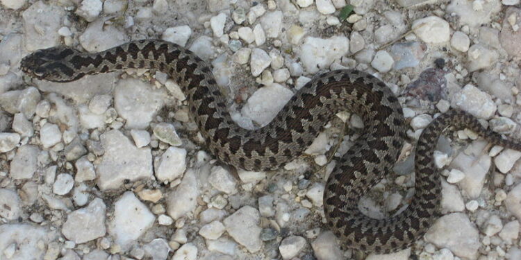 Quel est le nom du bébé serpent ?