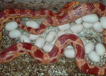 Quel est le nom du bébé serpent ?