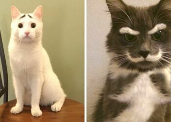 Quel est le nom du chat sauvage ?