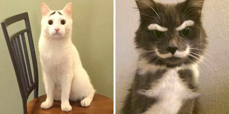 Quel est le nom du chat sauvage ?