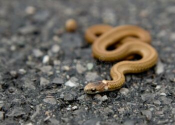 Quel est le nom du petit de la couleuvre ?