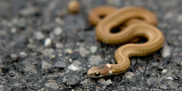 Quel est le nom du petit de la couleuvre ?