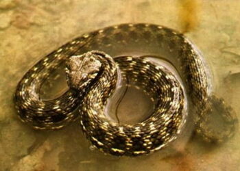 Quel est le nom du petit de la couleuvre ?