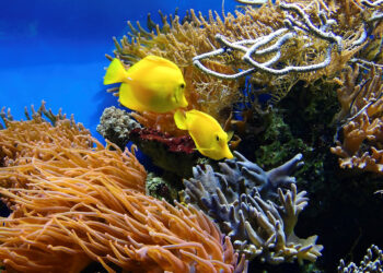 Quel est le pH de l'eau osmosée ?