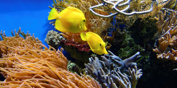 Quel est le pH de l'eau osmosée ?