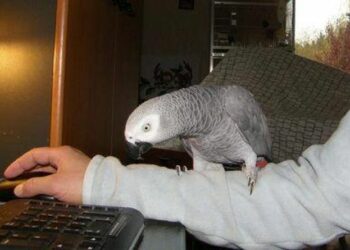 Quel est le perroquet le moins bruyant ?