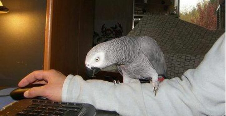 Quel est le perroquet le moins bruyant ?