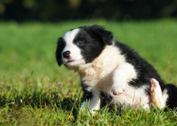 Quel est le petit chien le plus gentil ?