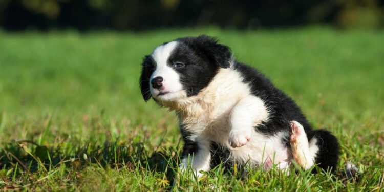 Quel est le petit chien le plus gentil ?