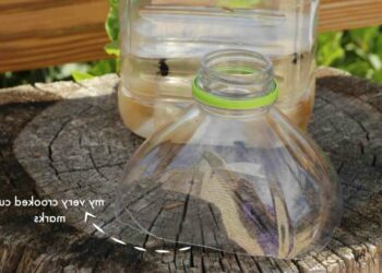 Quel est le piège à mouche le plus efficace ?