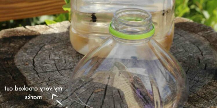 Quel est le piège à mouche le plus efficace ?