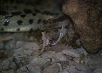Quel est le pire ennemi du serpent ?