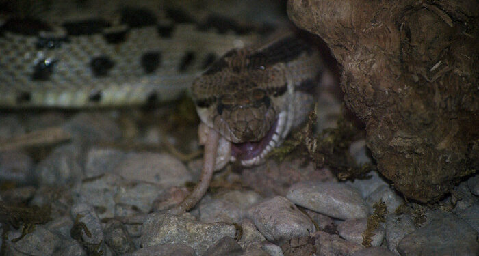 Quel est le pire ennemi du serpent ?