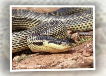 Quel est le pire ennemi du serpent ?