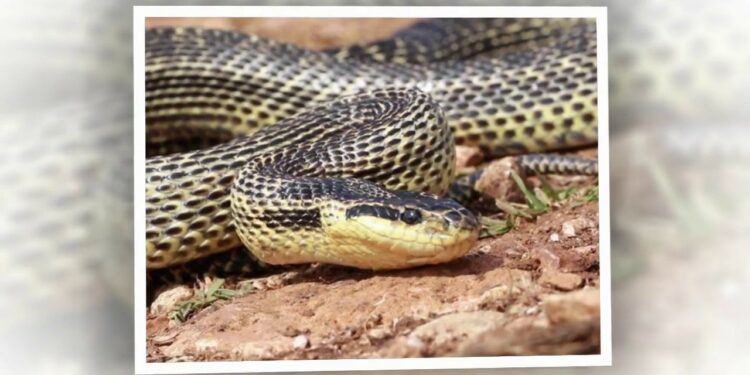 Quel est le pire ennemi du serpent ?