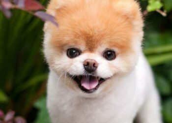 Quel est le plus beau chien du monde 2022 ?