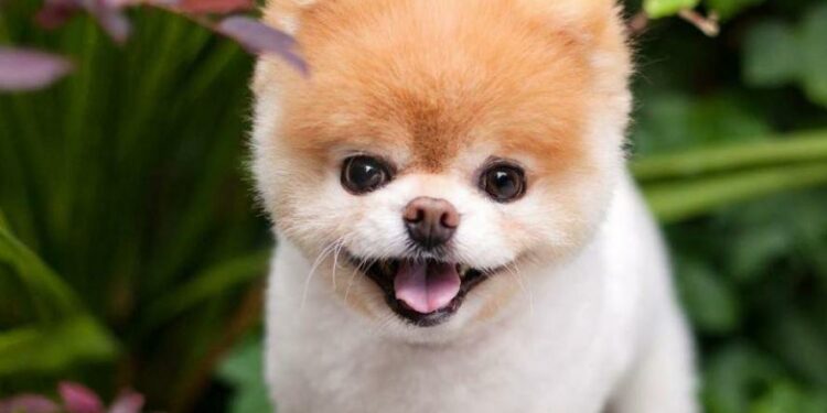 Quel est le plus beau chien du monde 2022 ?