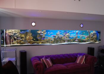 Quel est le plus beau poisson d'aquarium ?