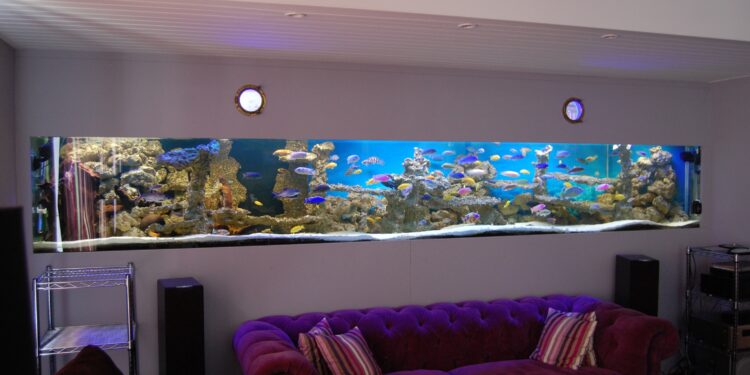 Quel est le plus beau poisson d'aquarium ?