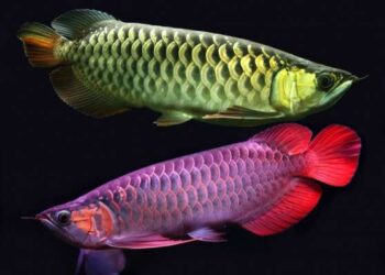 Quel est le plus beau poisson d'aquarium ?