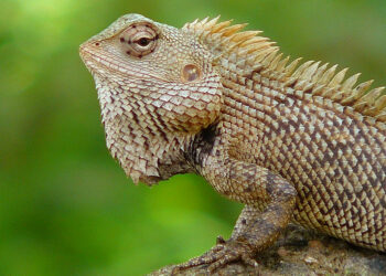 Quel est le plus grand insectivore du monde ?