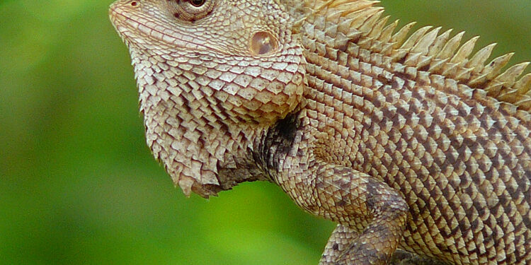 Quel est le plus grand insectivore du monde ?