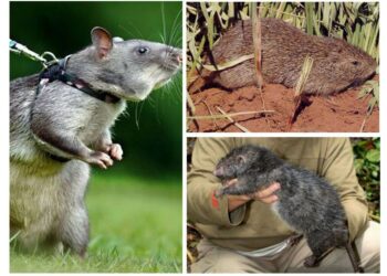 Quel est le plus gros rongeur du monde ?