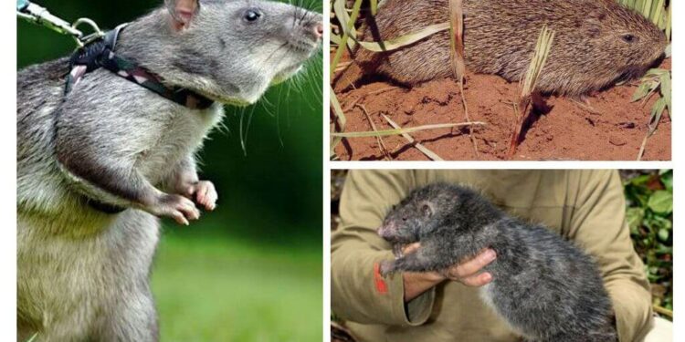 Quel est le plus gros rongeur du monde ?