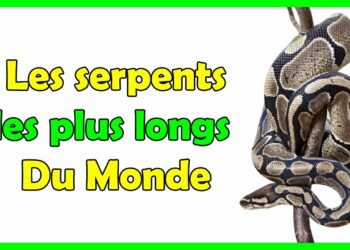 Quel est le plus gros serpent d'Afrique ?
