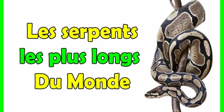 Quel est le plus gros serpent d'Afrique ?
