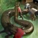 Quel est le plus gros serpent de tous les temps ?