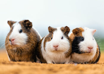 Quel est le plus petit animal en France ?