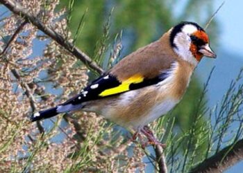 Quel est le plus petit oiseau de nos jardins ?