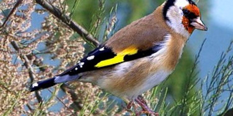 Quel est le plus petit oiseau de nos jardins ?