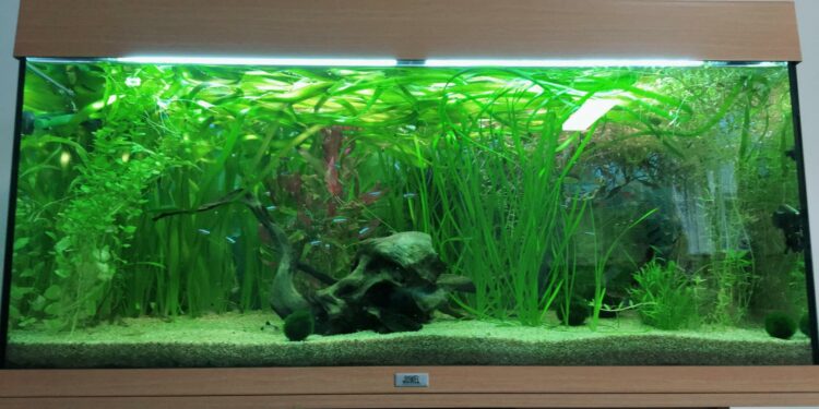 Quel est le plus petit poisson d'aquarium ?