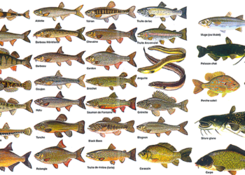 Quel est le plus petit poisson d'eau douce ?