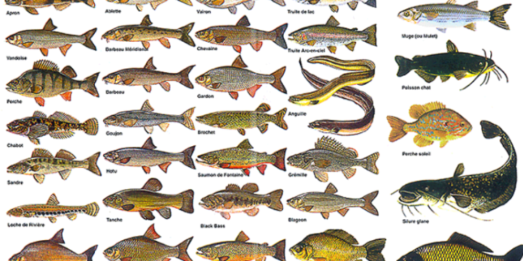 Quel est le plus petit poisson d'eau douce ?