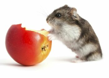 Quel est le plus petit rongeur ?