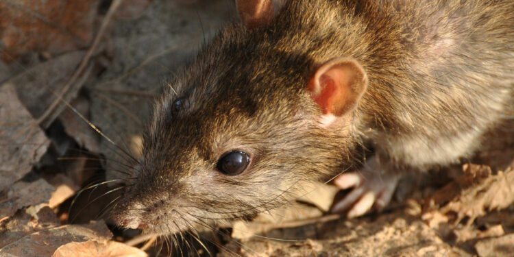 Quel est le plus petit rongeur du monde ?