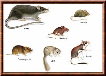 Quel est le plus petit rongeur du monde ?