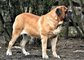 Quel est le poids maximum d'un chien ?