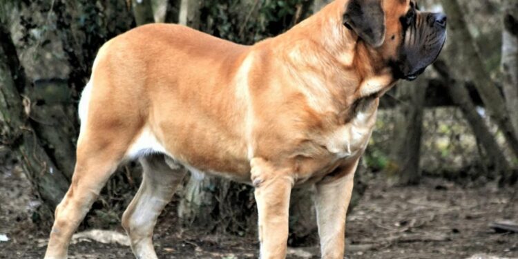 Quel est le poids maximum d'un chien ?