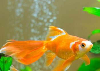 Quel est le poisson le plus cher de France ?