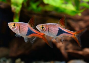 Quel est le poisson le plus facile à entretenir ?