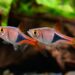 Quel est le poisson le plus facile à entretenir ?