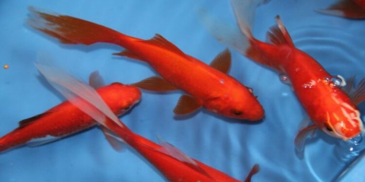 Quel est le poisson le plus goûteux ?