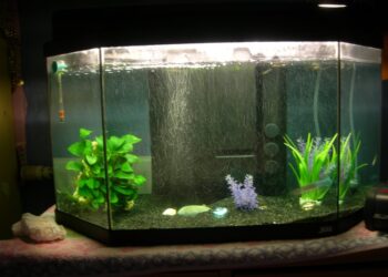 Quel est le poisson le plus résistant en aquarium ?