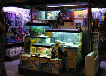 Quel est le poisson le plus résistant en aquarium ?