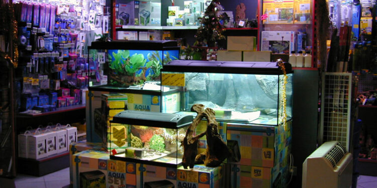 Quel est le poisson le plus résistant en aquarium ?